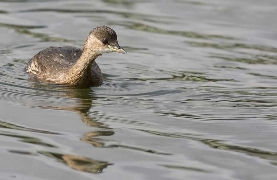 Little Grebe