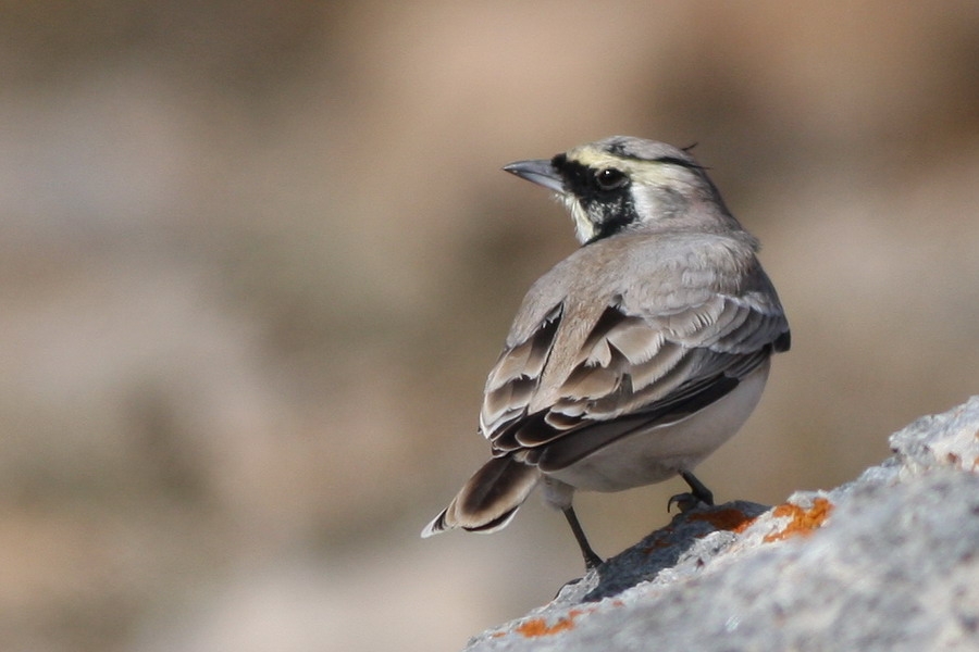 Horned Lark