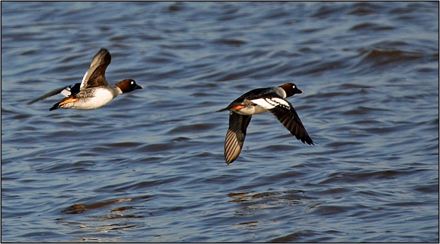 Common Goldeneye
