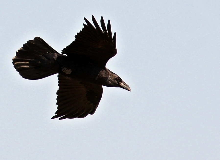 Northern Raven