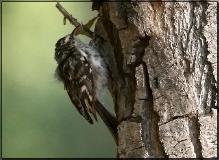 Short-toed Treecreeper