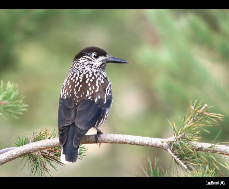 Northern Nutcracker