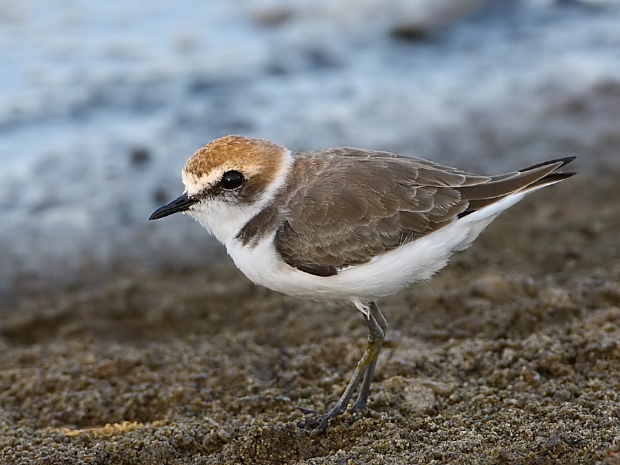 Kentish Plover