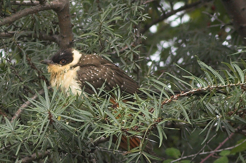 Great Spotted Cuckoo