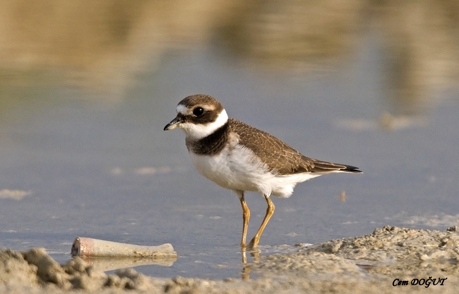 Common Ringed Plover