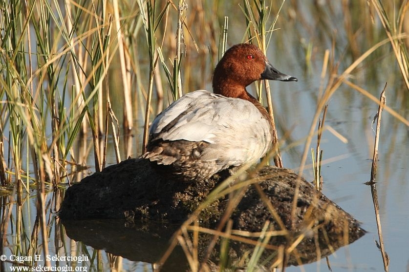 Common Pochard