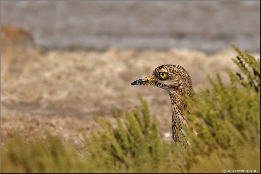 Eurasian Stone-curlew