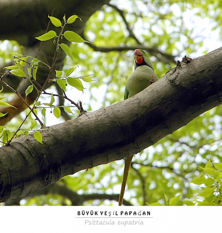 Alexandrine Parakeet