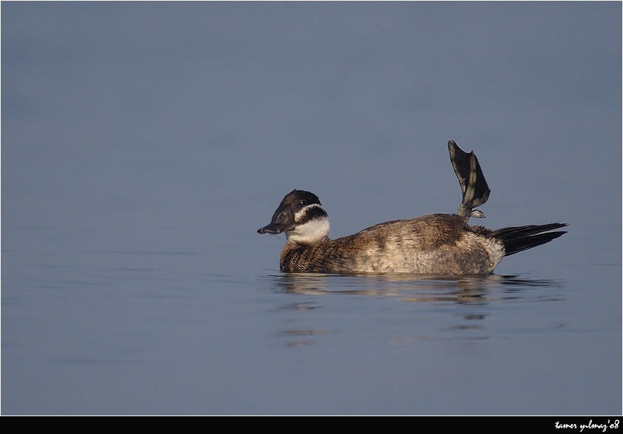 White-headed Duck