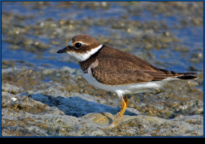 Common Ringed Plover