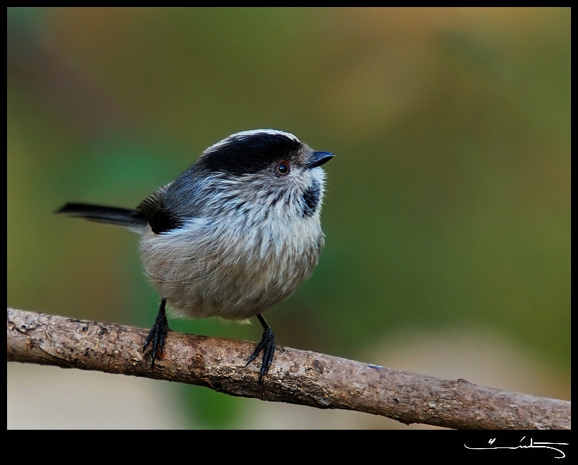 Long-tailed Tit