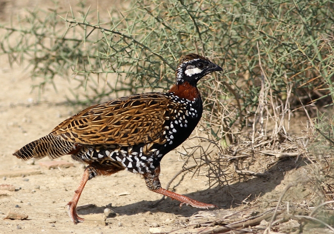 Black Francolin
