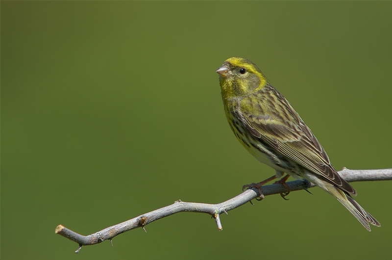 European Serin