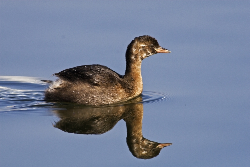 Little Grebe