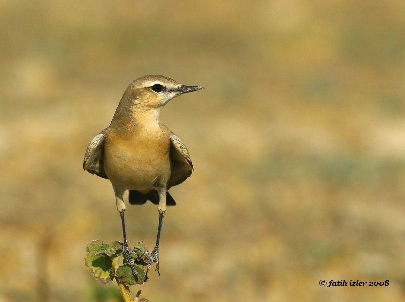 Isabelline Wheatear