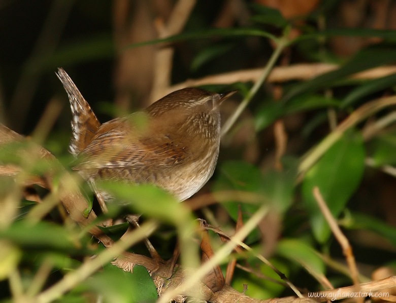 Eurasian Wren