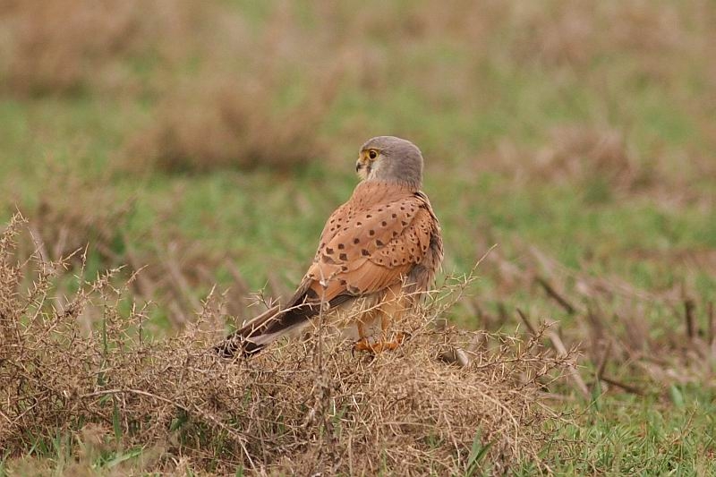 Common Kestrel