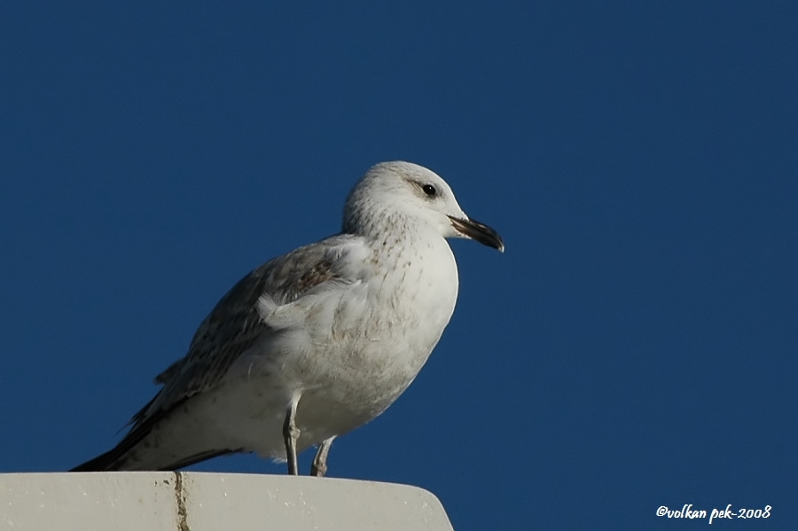 Armenian Gull