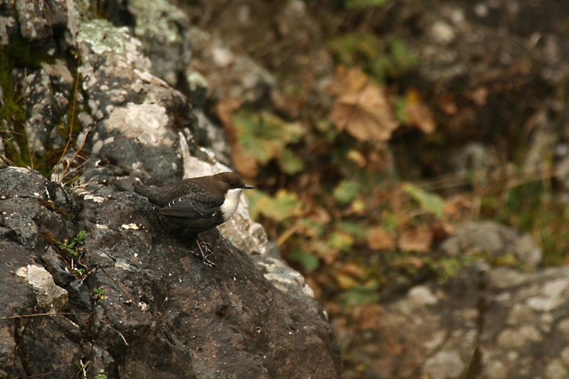 White-throated Dipper