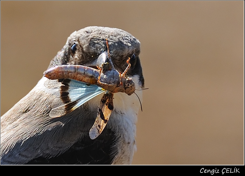 Lesser Grey Shrike