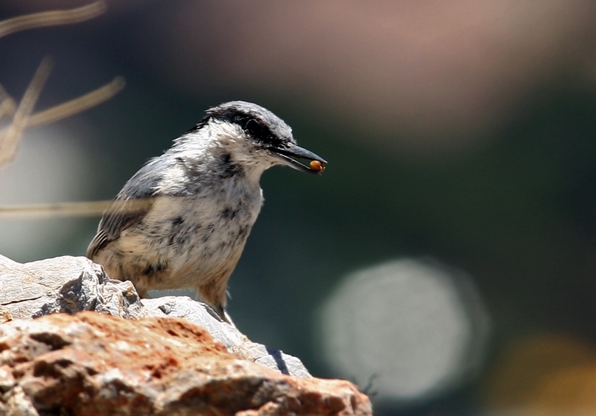 Western Rock Nuthatch