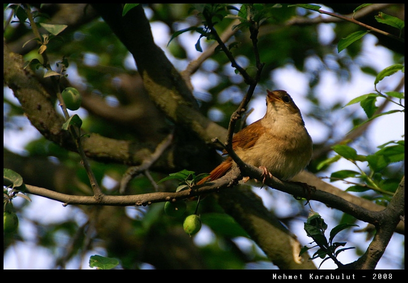 Common Nightingale