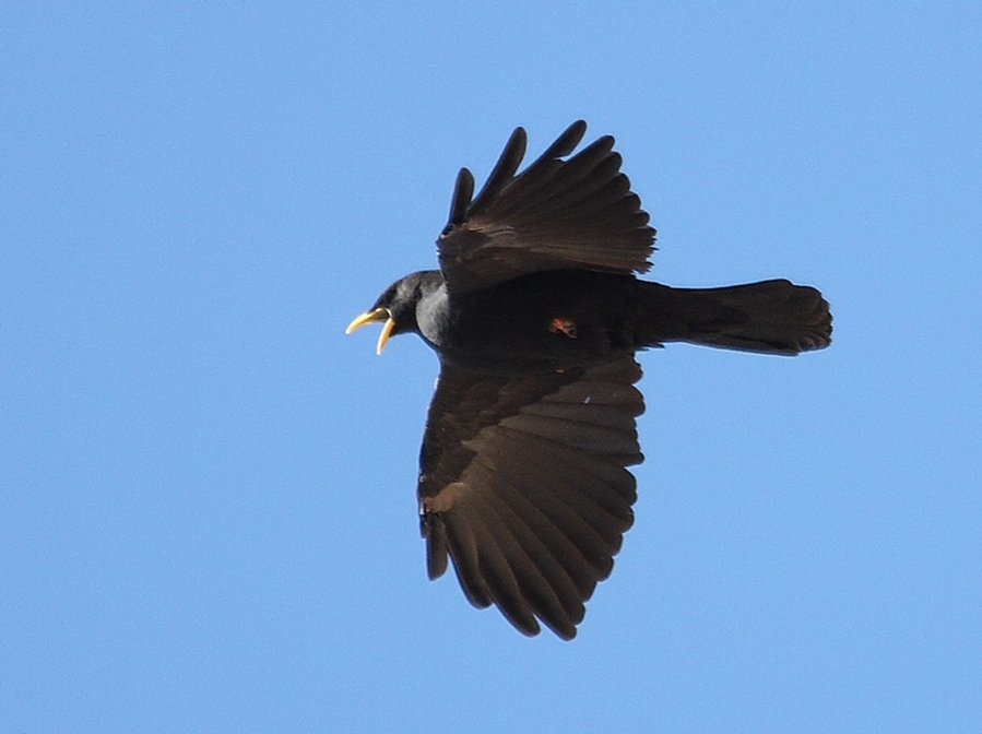 Alpine Chough