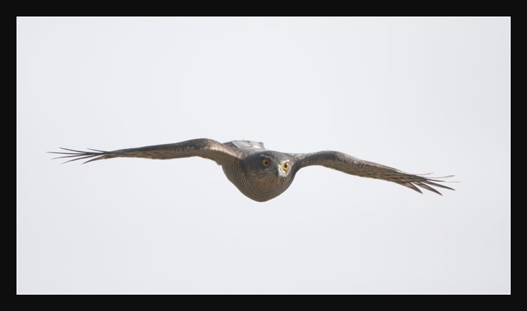 Eurasian Sparrowhawk