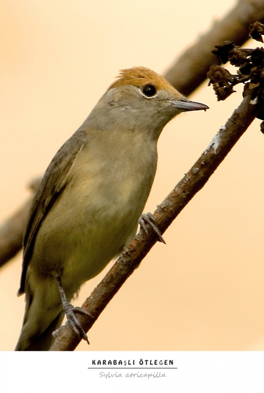 Eurasian Blackcap