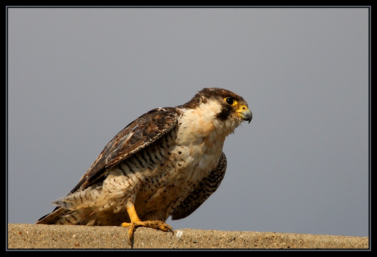 Peregrine Falcon