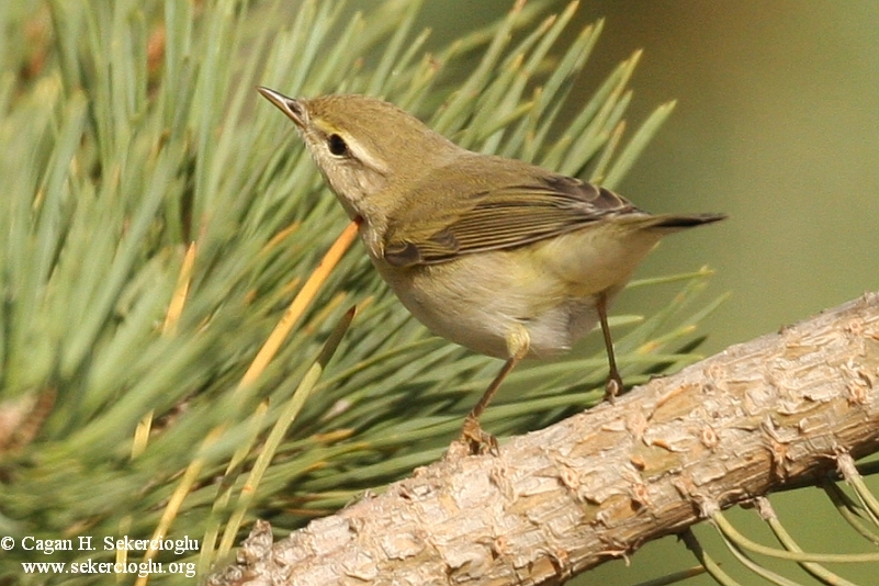 Willow Warbler