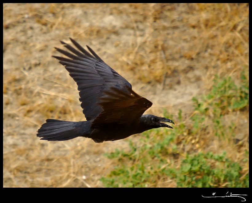 Northern Raven