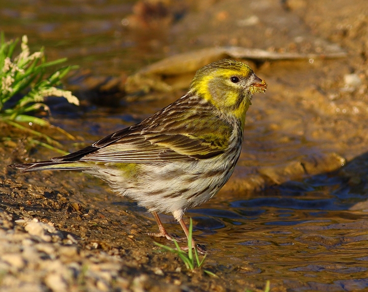 European Serin