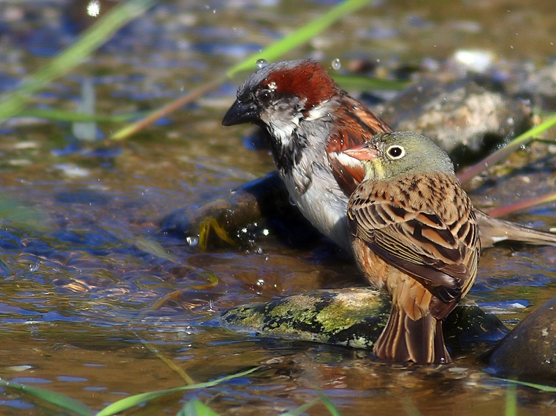 Ortolan Bunting