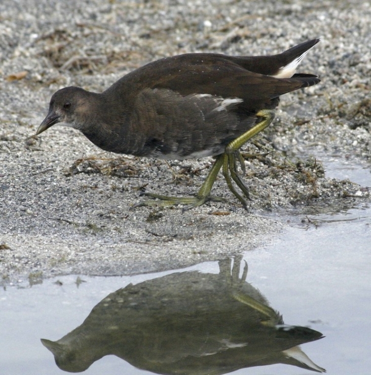 Common Moorhen
