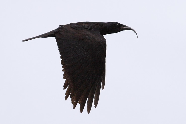 Northern Raven