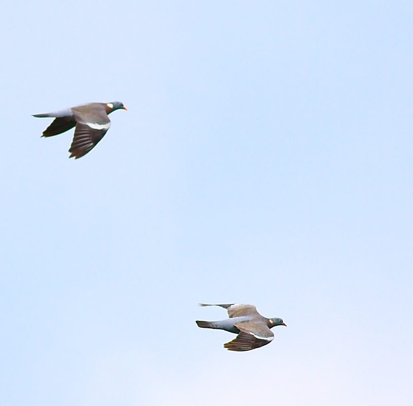 Common Wood Pigeon