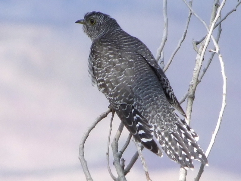 Common Cuckoo