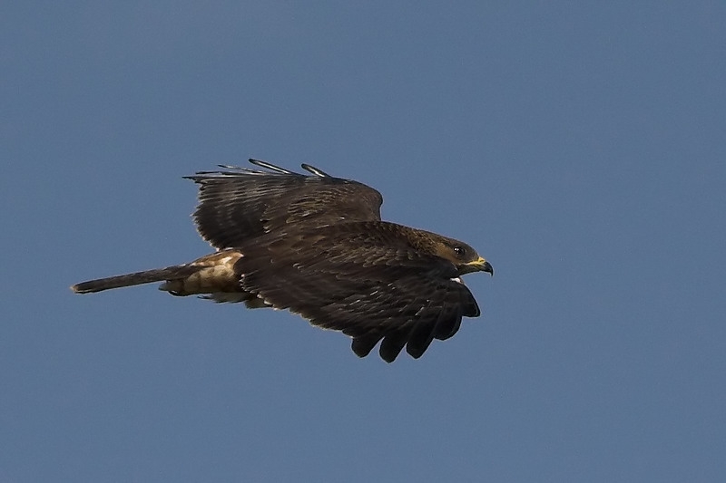 European Honey Buzzard