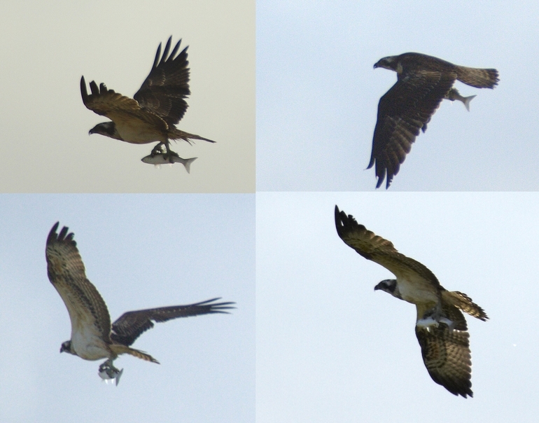 Osprey