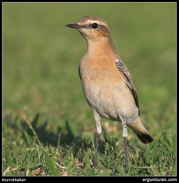 Northern Wheatear