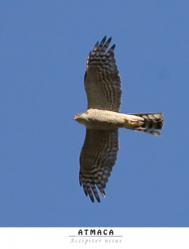 Eurasian Sparrowhawk