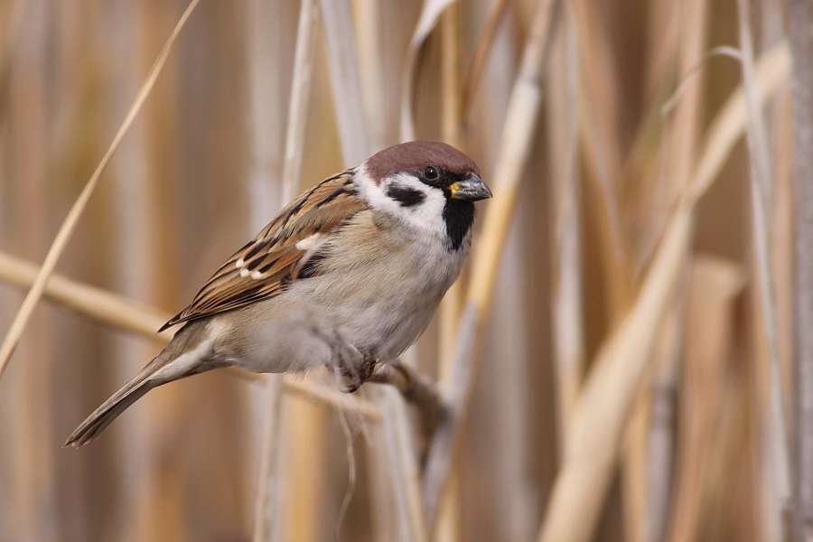 Eurasian Tree Sparrow