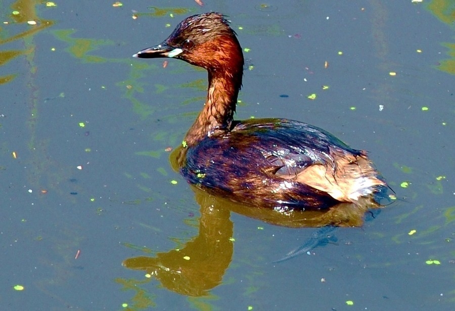 Little Grebe