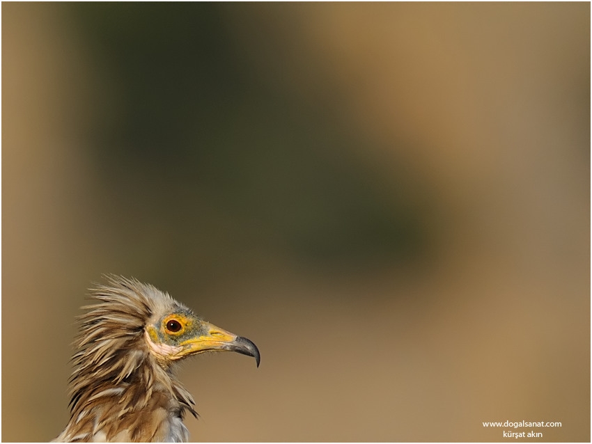 Egyptian Vulture