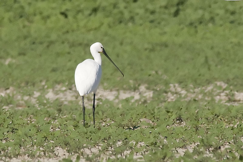 Eurasian Spoonbill
