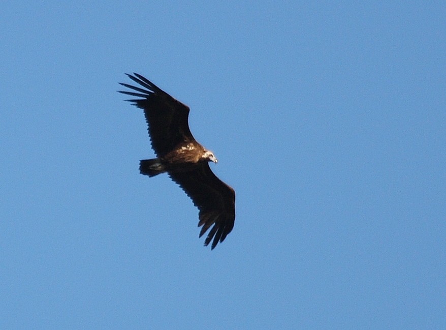 Cinereous Vulture
