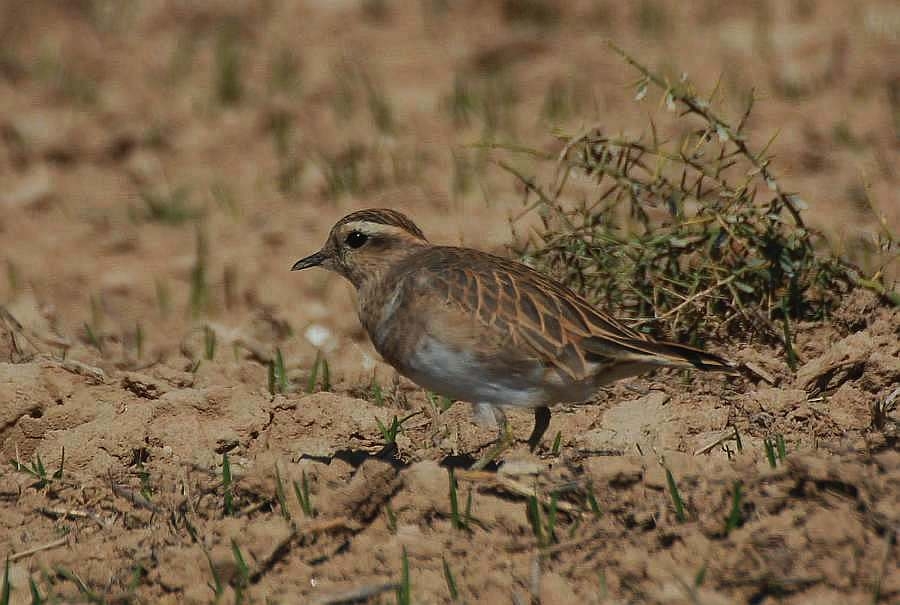 Eurasian Dotterel