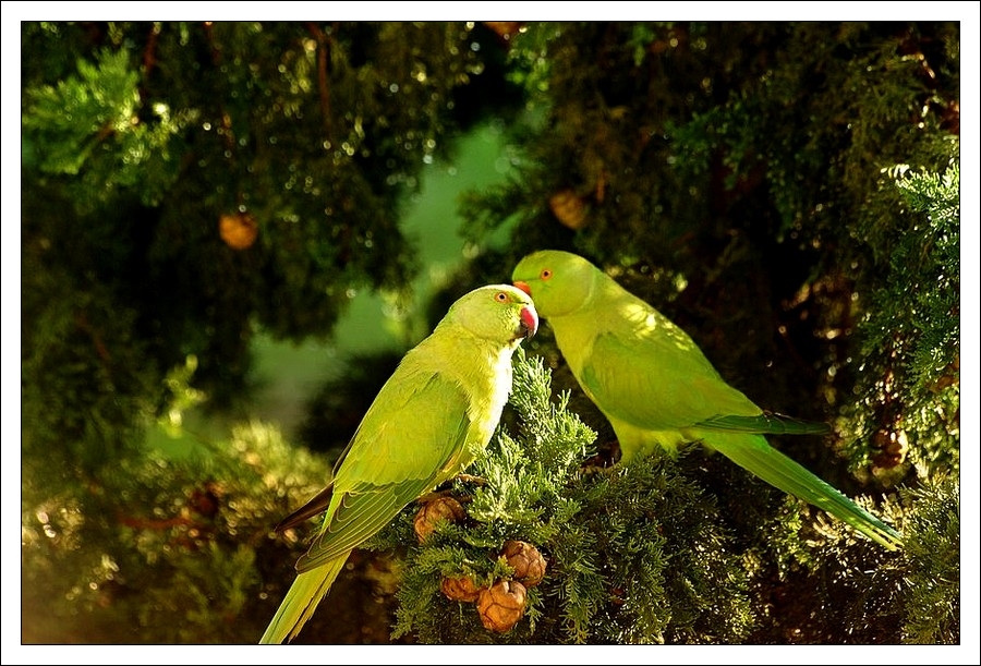 Rose-ringed Parakeet