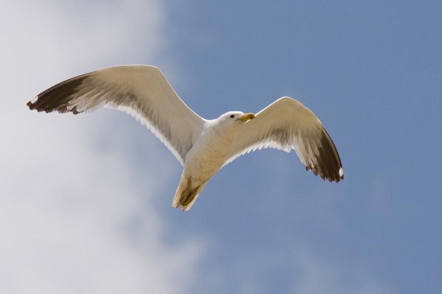 Armenian Gull